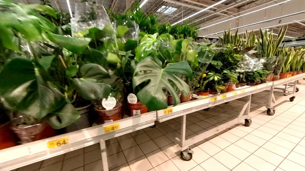 Rośliny w Auchan. Przeceny, nowe rośliny.