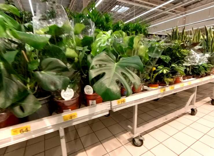Rośliny w Auchan. Przeceny, nowe rośliny.