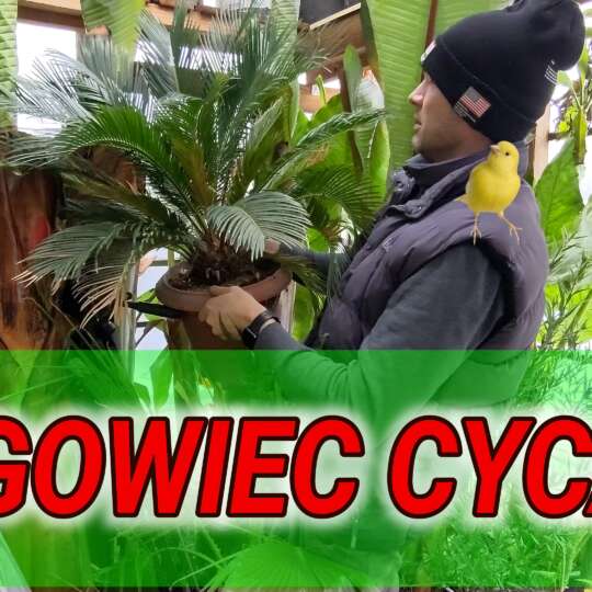 Cycas revoluta uprawa w domu, szklarni i ogrodzie