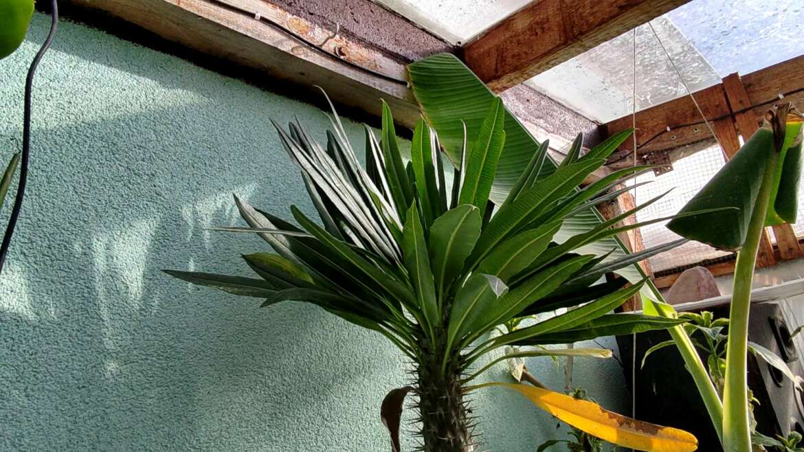 Pachypodium palma madagaskaru.