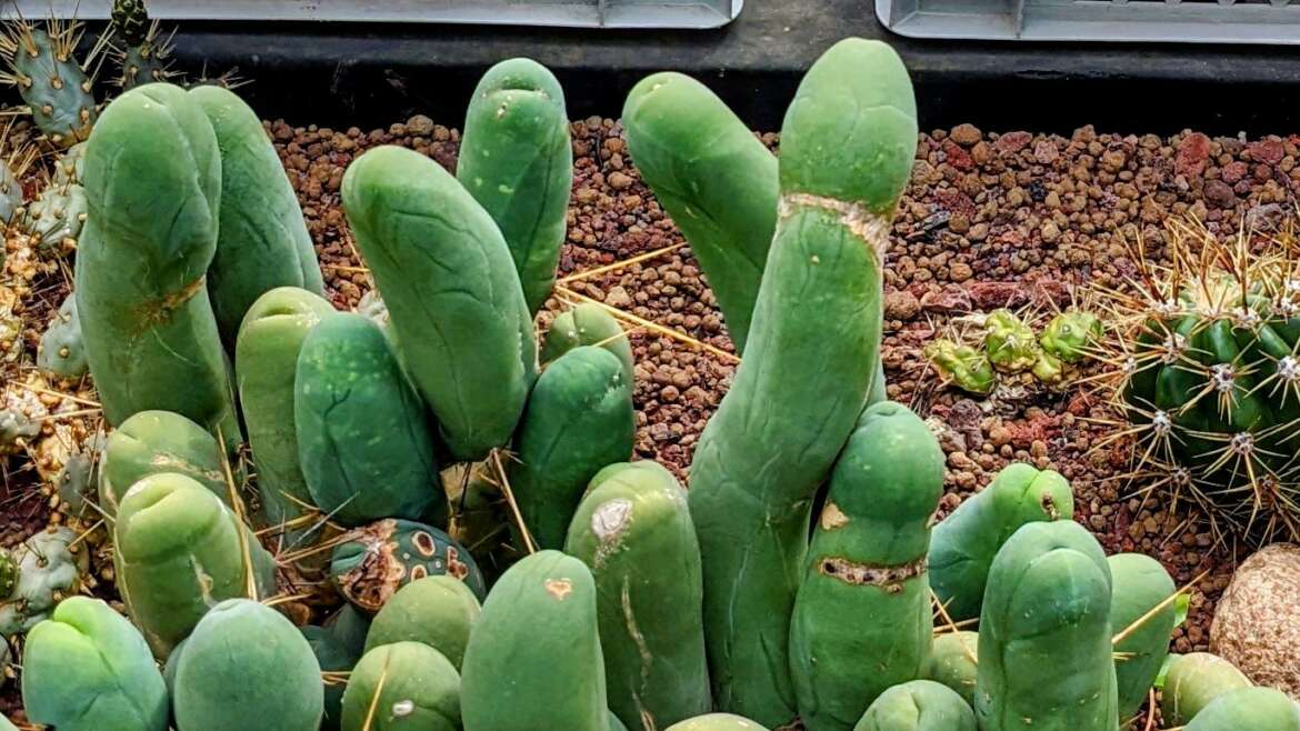 🌵 Penis cactus – Trichocereus bridgesii var. 'Monstrose’