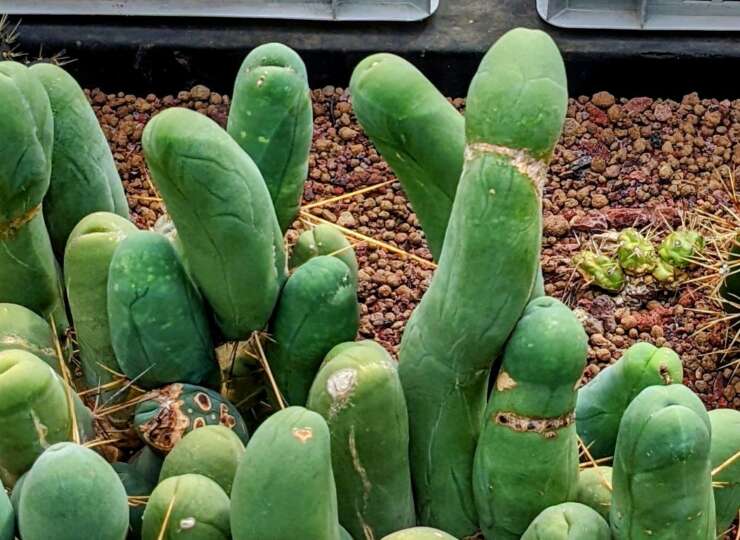 🌵 Penis cactus – Trichocereus bridgesii var. ‘Monstrose’