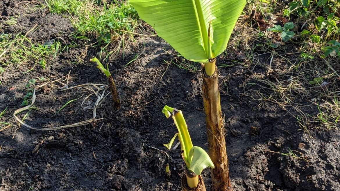 Banan musa  basjoo w gruncie