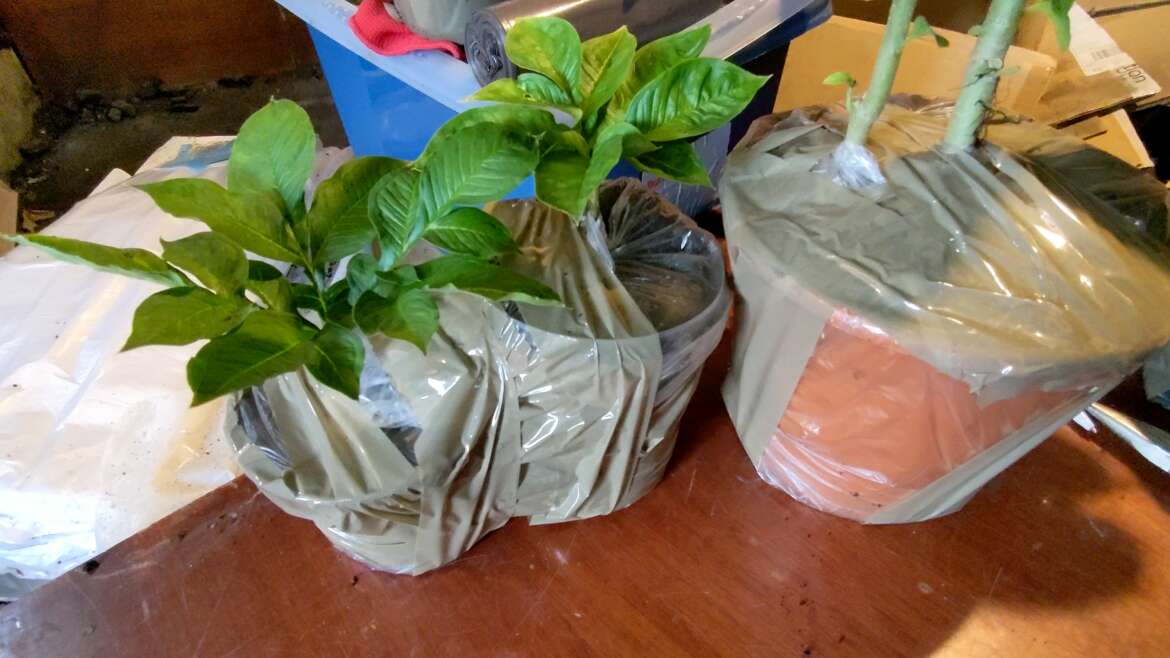 Pakowanie paczek do wysyłki roślin.