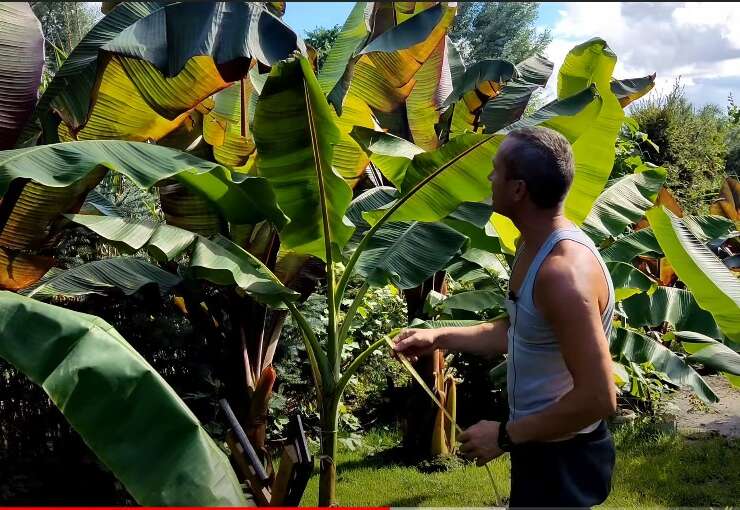 Bananowiec musa sikimensis red tiger