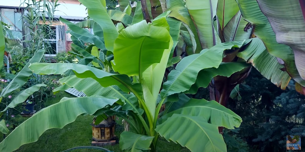 Jak podrosły bananowce Musa basjoo w ogrodzie