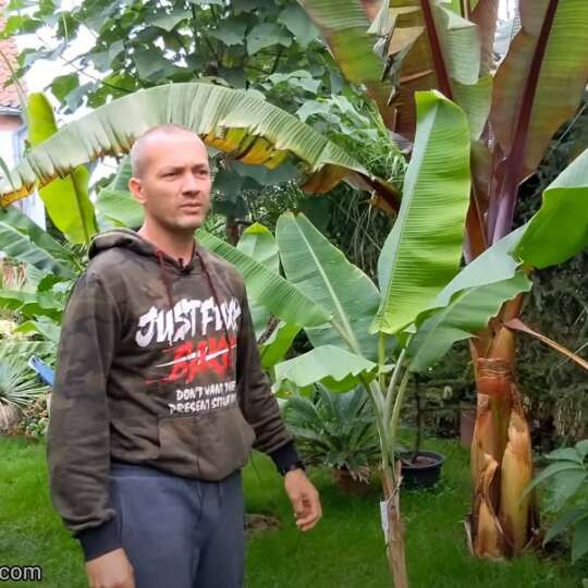 🌱 Polecane bananowce musa do ogrodu. 🍌