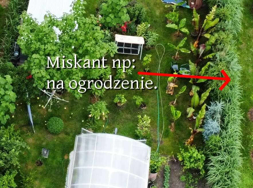 Miskant olbrzymi 2023